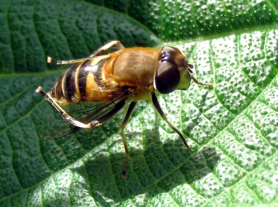 Syrphidae: Eristalinus taeniops e Eristalis interruptus?